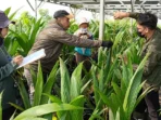 Sertifikasi Bibit Kelapa Batang Jamin Kualitas Petani