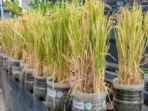 Padi Pot di Salatiga, Solusi Ketahanan Pangan Kota