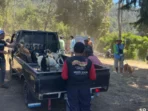 Kendalikan Hama Monyet, Anjing di Boyolali Divaksin