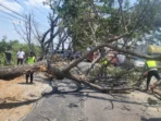 Pohon Trembesi Tumbang Tutup Jalan Pantura Pati-Juwana